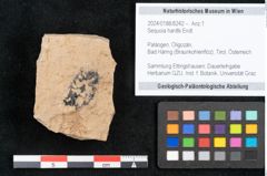 Foto (Objekt + Etikett) von Sequoia hardtii Endl. (NHMW-GEO-2024-0188-8242)